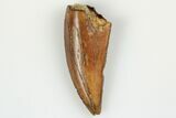Serrated, Raptor Tooth - Real Dinosaur Tooth #193091-1